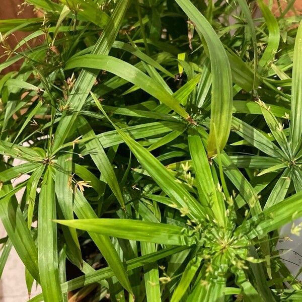 Cyperus diffusus आदत