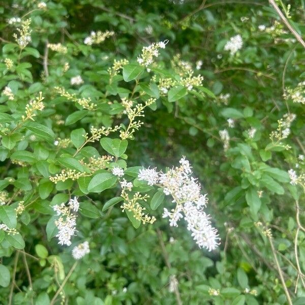 Ligustrum sinense Kvet