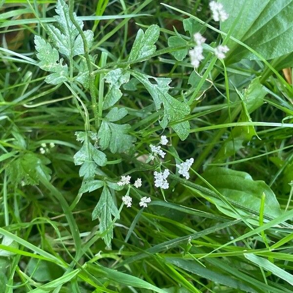 Torilis japonica Συνήθη χαρακτηριστικά