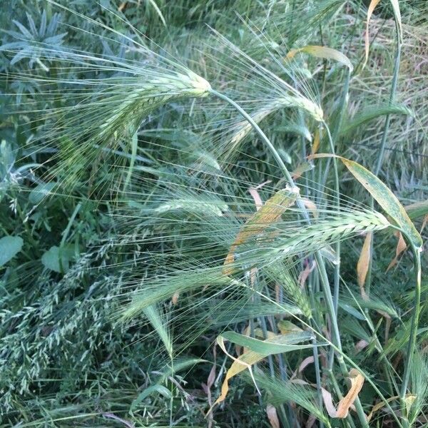 Hordeum vulgare 花