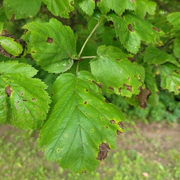 Crataegus coccinea ഇല