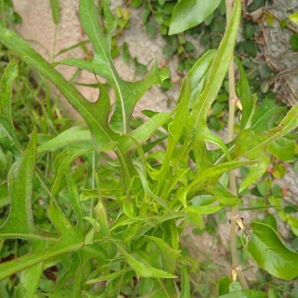 Lactuca canadensis Листок