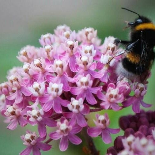 Asclepias incarnata Floare