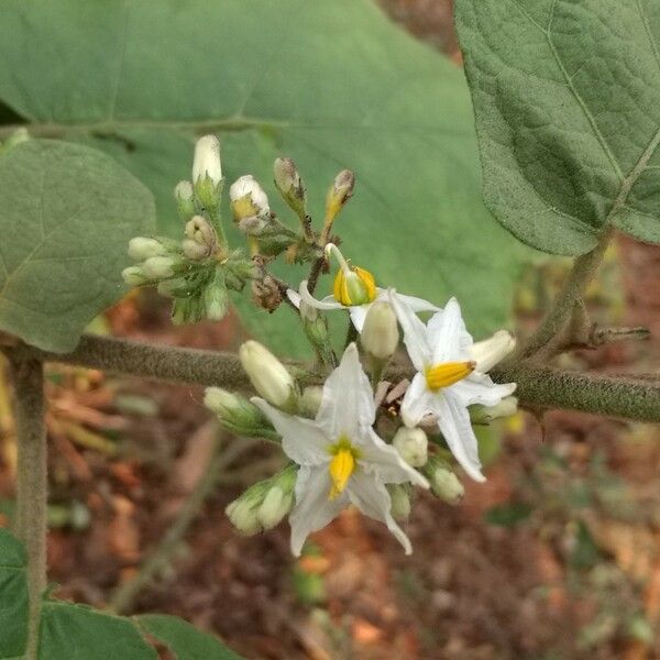 Solanum torvum Flor