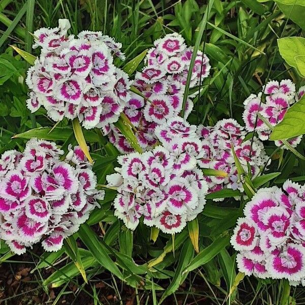 Dianthus barbatus Кветка