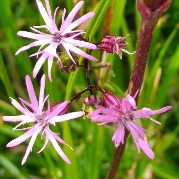 Lychnis flos-cuculi फूल