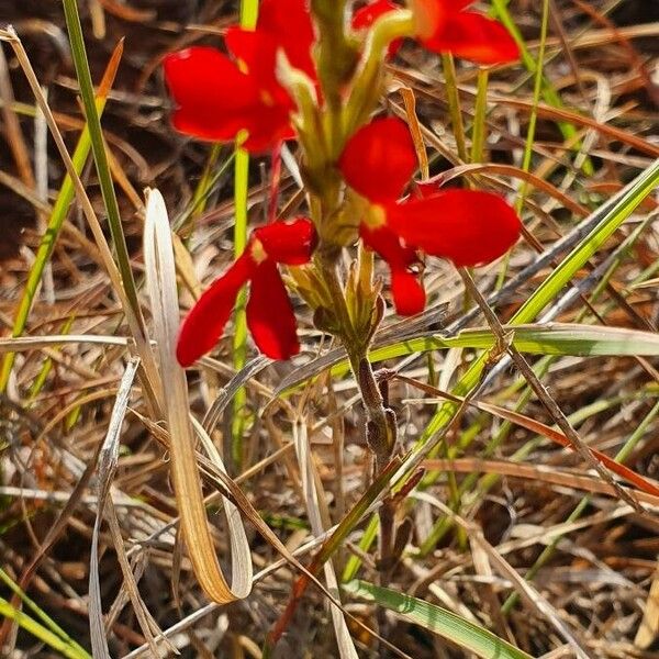 Striga asiatica Цветок