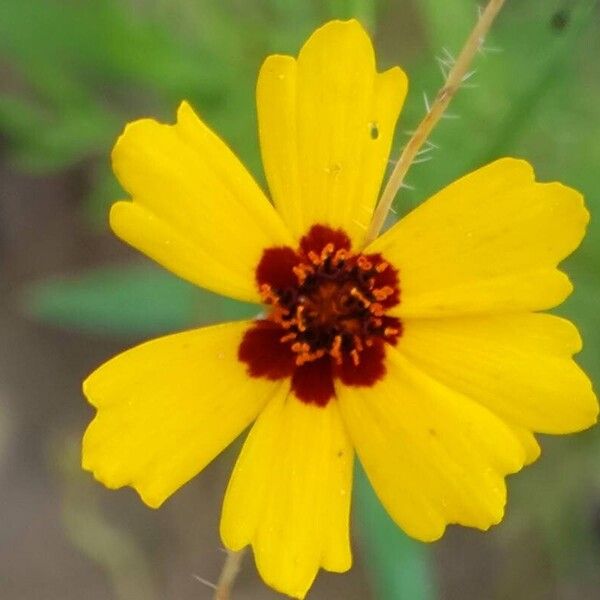 Coreopsis tinctoria फूल