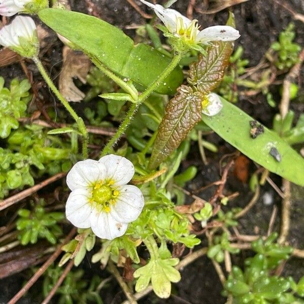 Saxifraga hypnoides 花