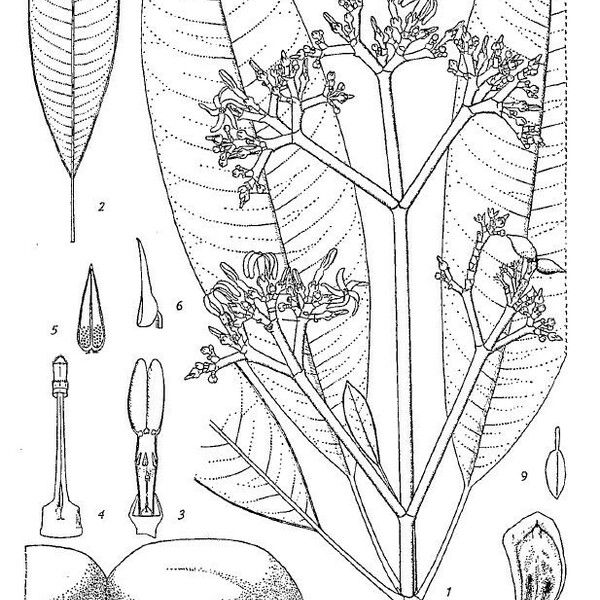 Ochrosia thiollierei Ďalší