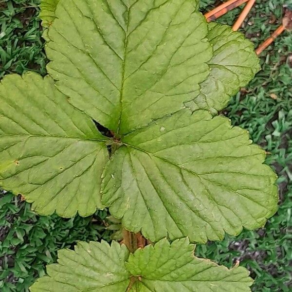 Potentilla indica Leaf