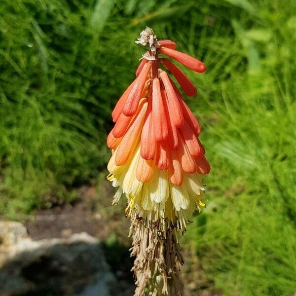 Kniphofia uvaria ᱵᱟᱦᱟ