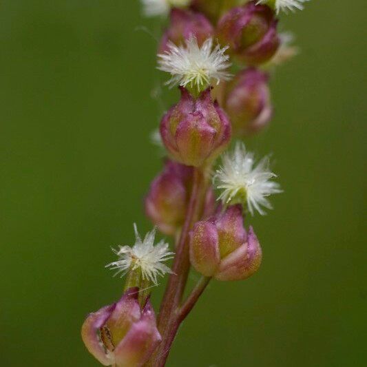 Triglochin palustris Плод