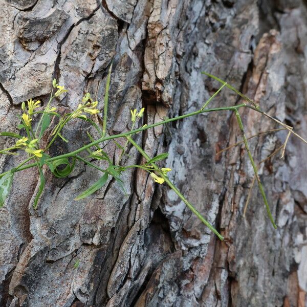 Sisymbrium orientale Ffrwyth