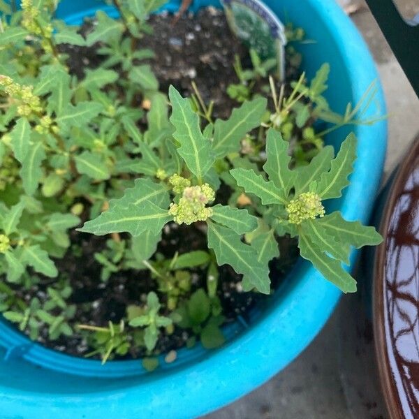 Oxybasis glauca Habit