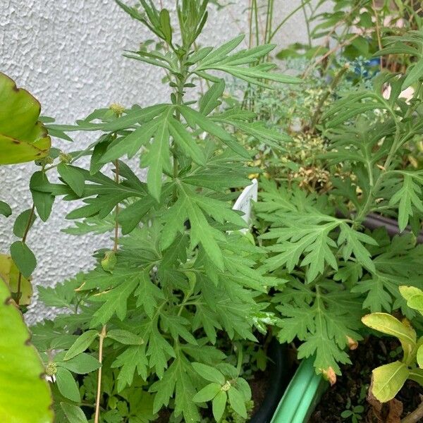 Artemisia tilesii Leaf