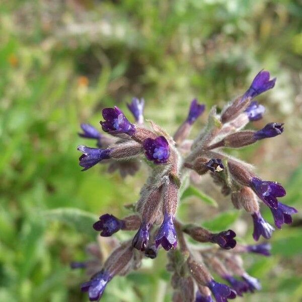 Anchusa undulata Flor