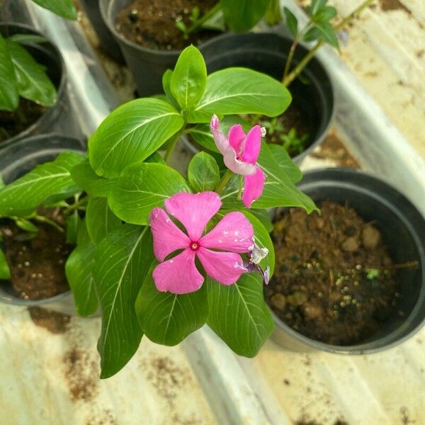 Catharanthus roseus Flower