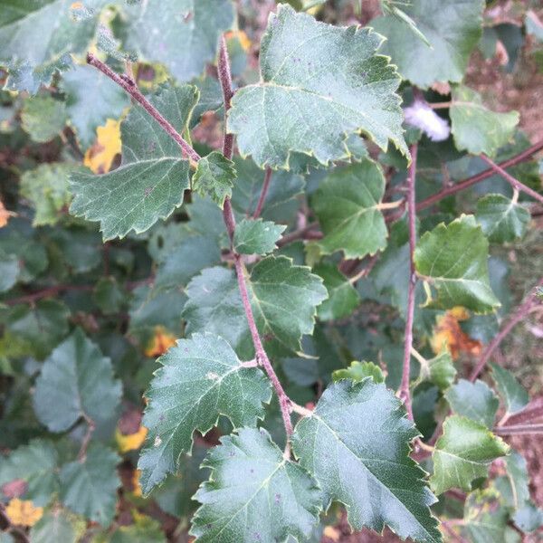 Betula pubescens برگ