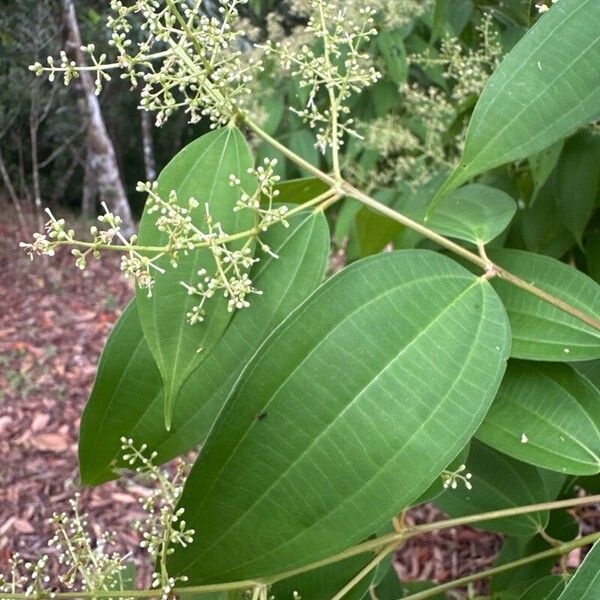 Miconia minutiflora Folla