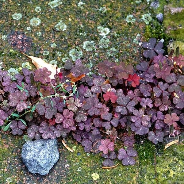 Oxalis corniculata Habit