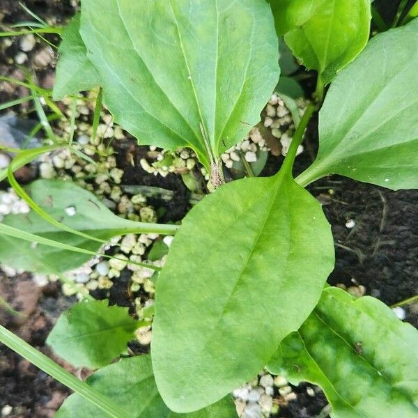 Plantago rugelii Fulla