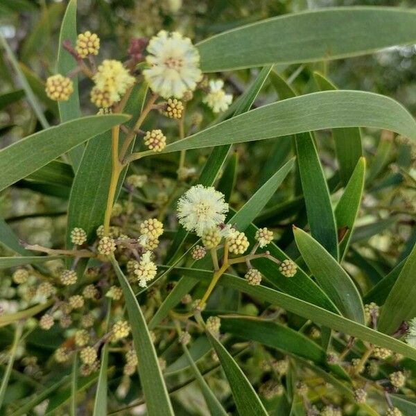 Acacia melanoxylon फूल