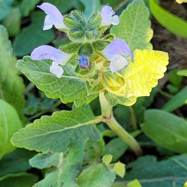 Salvia verbenaca Flower