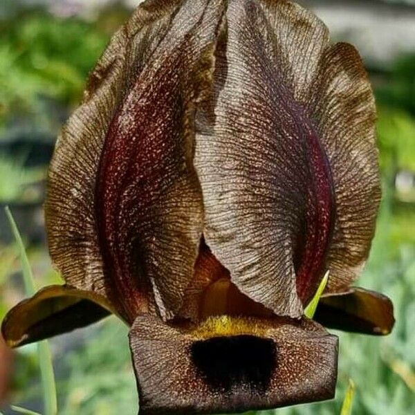 Iris bostrensis Žiedas