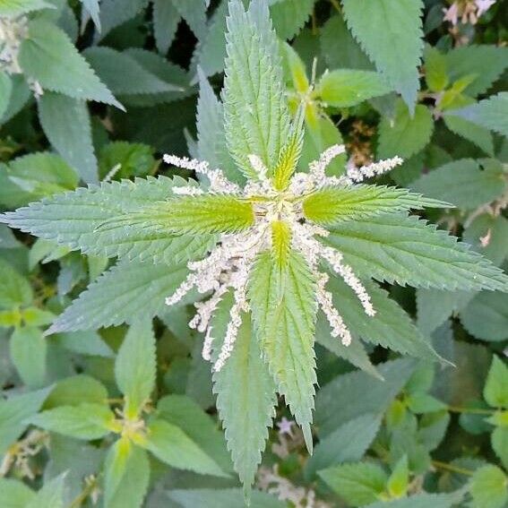 Urtica dioica Blad