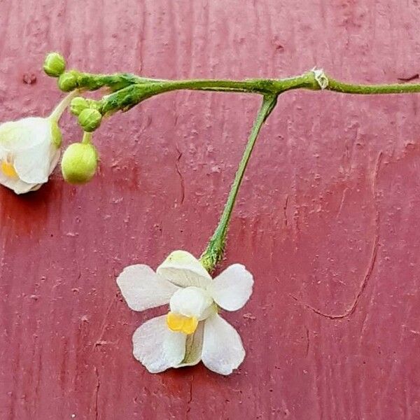 Cardiospermum halicacabum Flor