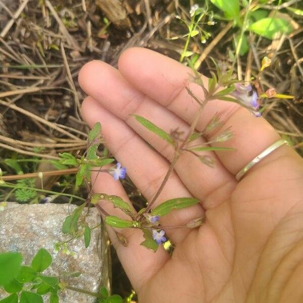 Collinsia parviflora Kvet