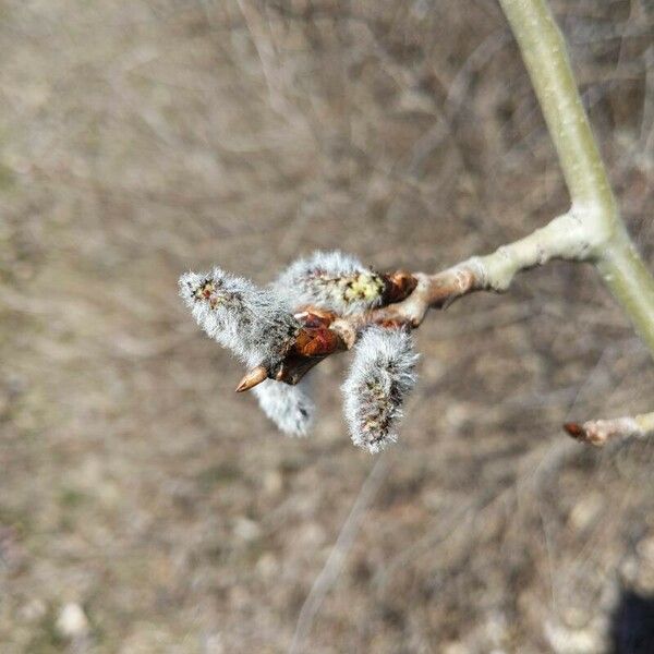 Populus alba Flower