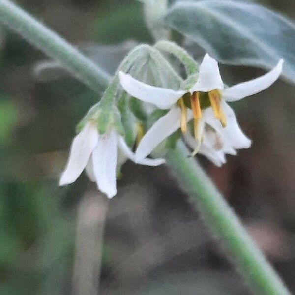 Solanum chenopodioides 花