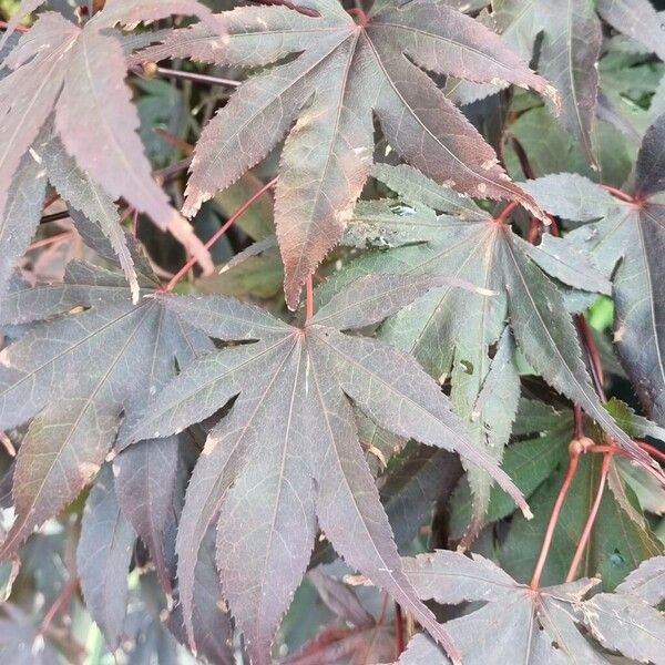 Acer palmatum Fuelha