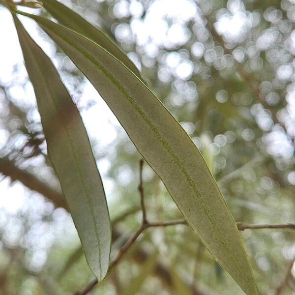 Olea europaea Lapas