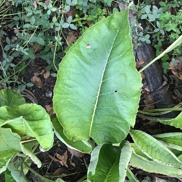 Inula helenium 葉