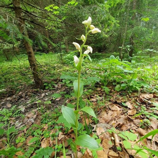 Cephalanthera damasonium फूल