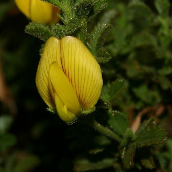 Ononis ramosissima Flower