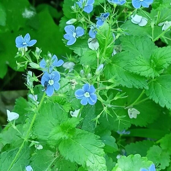 Veronica chamaedrys Habitus