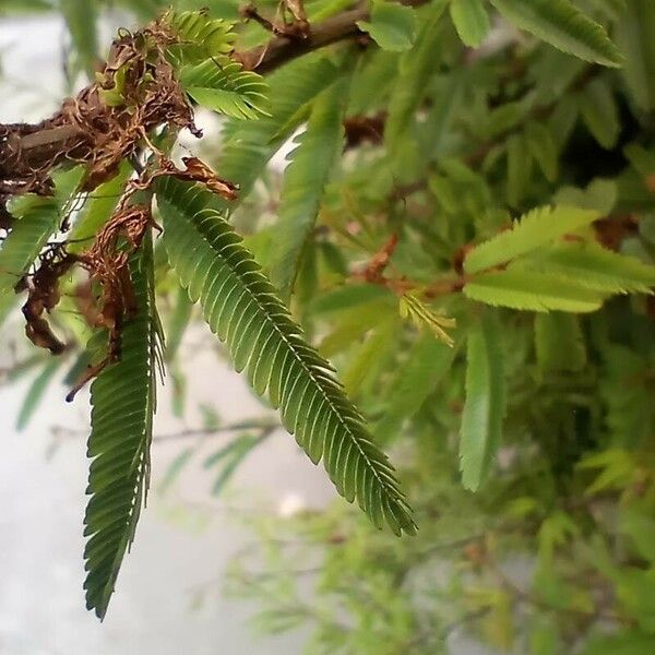 Calliandra surinamensis Fuelha