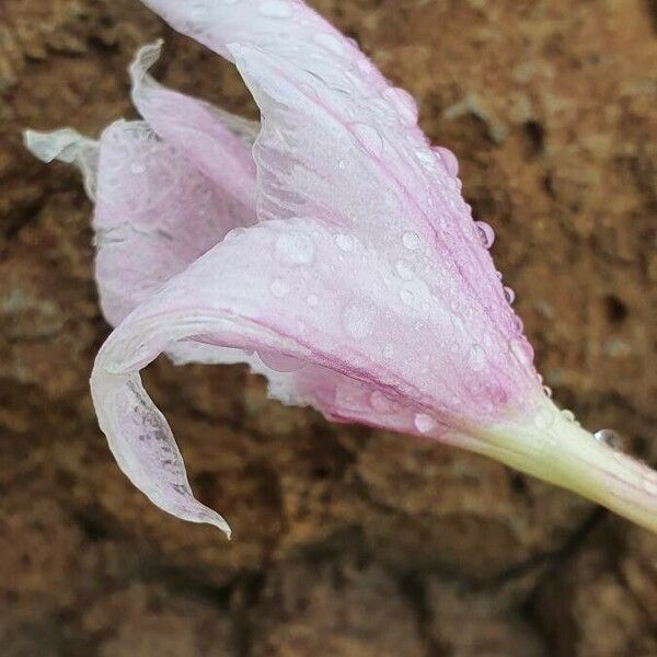 Gladiolus candidus ফুল