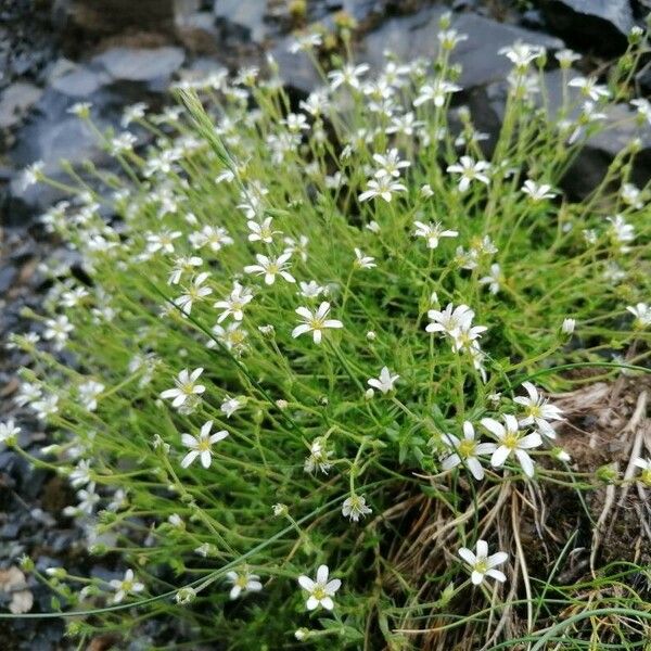 Arenaria grandiflora Συνήθη χαρακτηριστικά