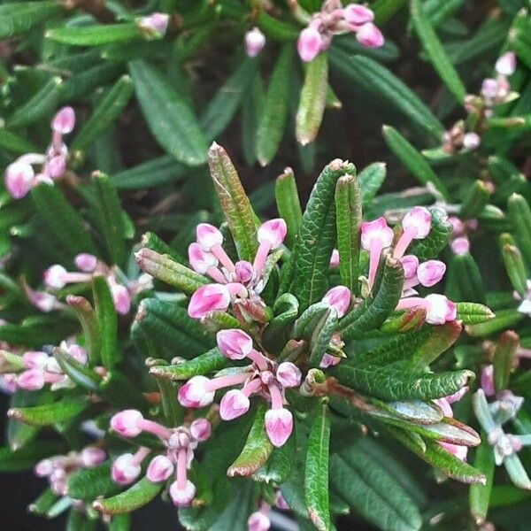 Andromeda polifolia പുഷ്പം