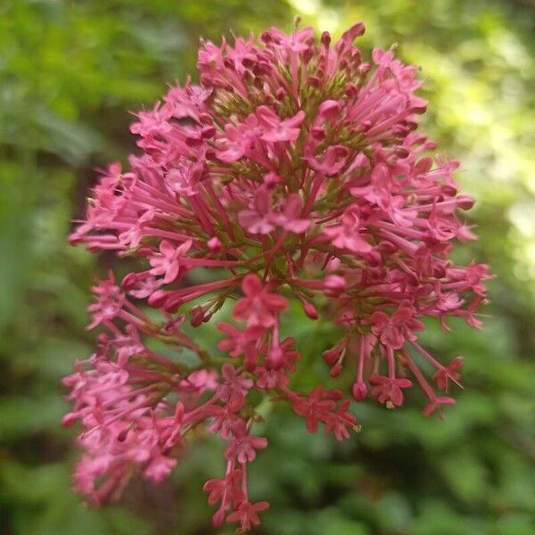 Valeriana lecoqii Blomst