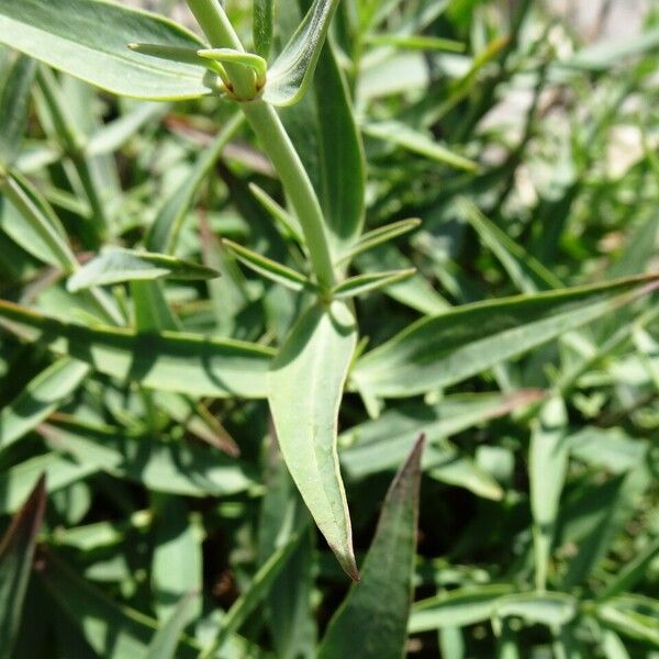 Centranthus lecoqii Лист