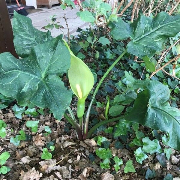 Arum italicum ശീലം