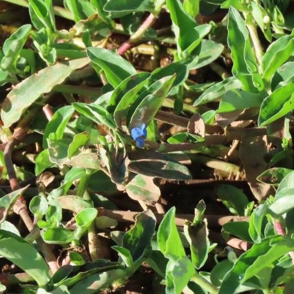 Commelina diffusa Feuille