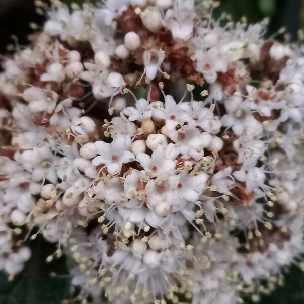 Viburnum rhytidophyllum Flower