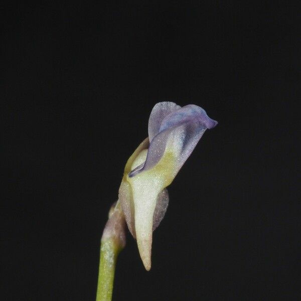 Utricularia uliginosa Blomst